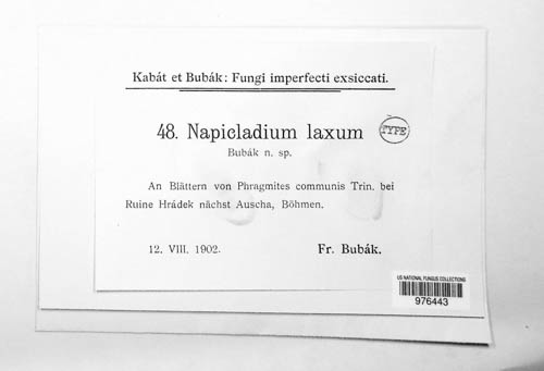 Napicladium laxum image